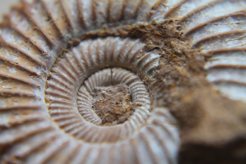 ammonit-800x533