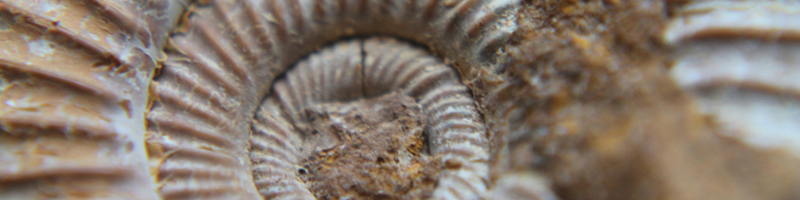 ammonit02-800x200